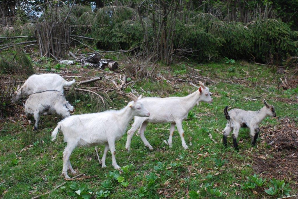 Farm Stay Dolinar Krainer Bohinjska Bela Phòng bức ảnh