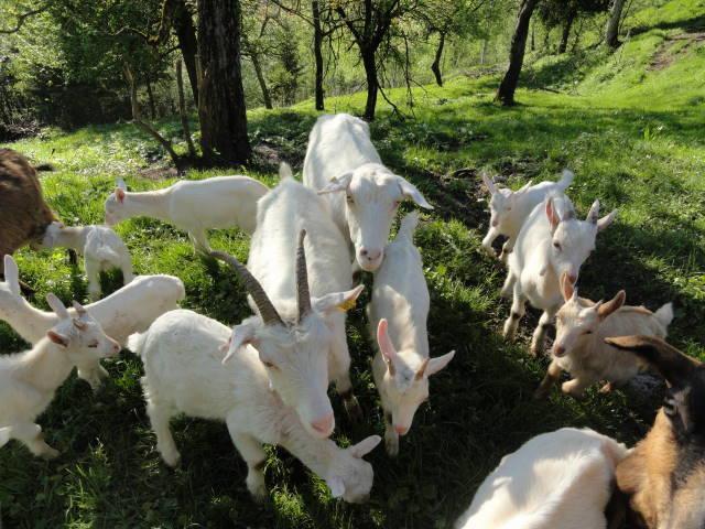 Farm Stay Dolinar Krainer Bohinjska Bela Ngoại thất bức ảnh